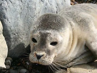 Pensionat D'hotes Les Hortensias Rang-du-Fliers