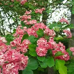 D'hotes Les Hortensias 3*
