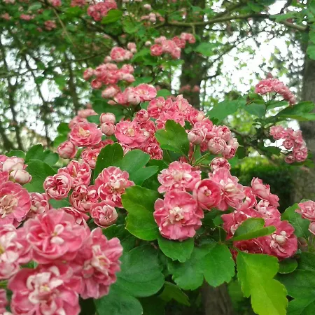 D'hotes Les Hortensias 3*